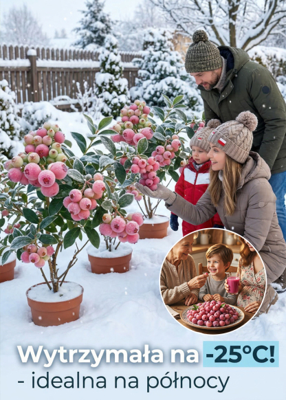 ✨[Piękne i pyszne] Posadź je w tym samym miesiącu i ciesz się słodkimi i soczystymi jagodami!🏡