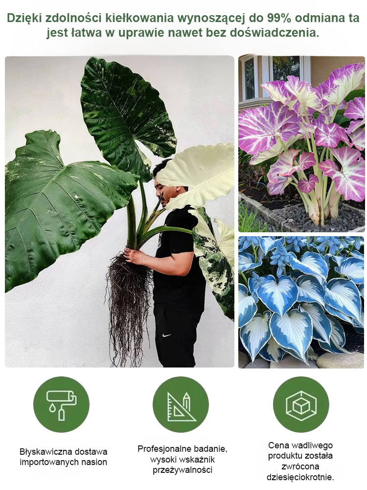 🌿【Hosta „Tęcza Boga”】 TYLKO DLA POLSKI!✨Nasiona z kosmiczną technologią ❄️Przeżyją nawet polskie mrozy，Idealne na balkony i do ogrodów