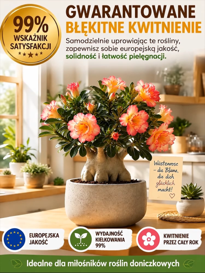 💖Gwarancja: brak kwiatu lub roślina nie przeżyje w 30 dni – pełny zwrot.