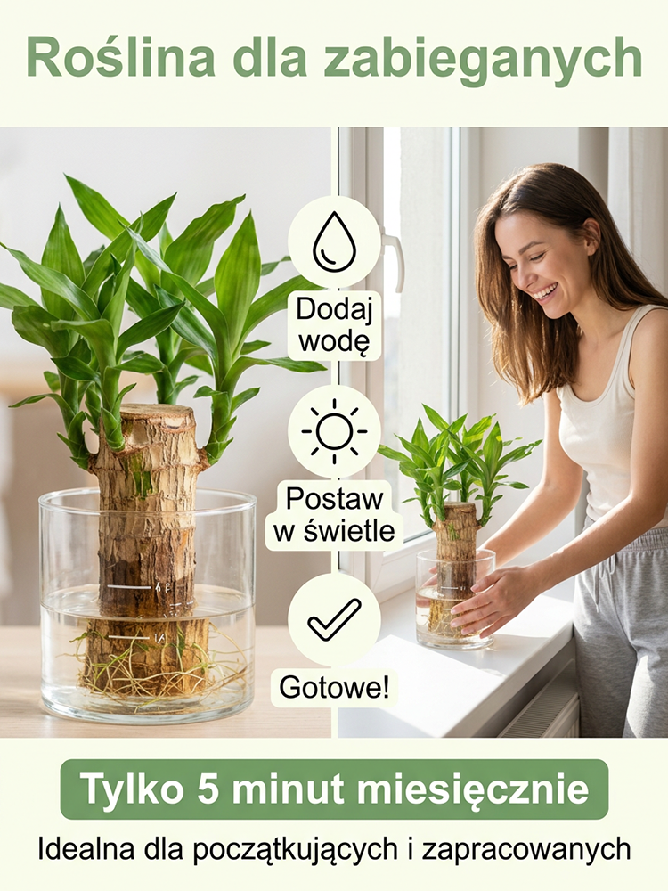 💫Zapomnij o drogich oczyszczaczach. 🌈To brazylijskie drzewko szczęścia – 100% naturalny pochłaniacz smogu i toksyn.