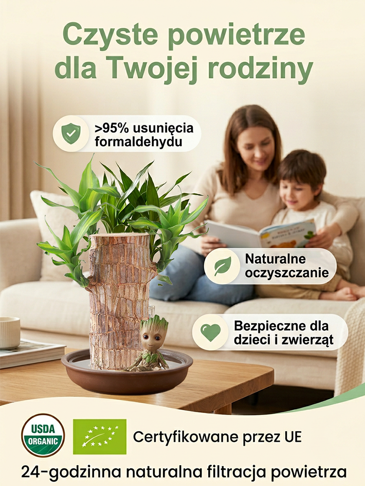 💫Zapomnij o drogich oczyszczaczach. 🌈To brazylijskie drzewko szczęścia – 100% naturalny pochłaniacz smogu i toksyn.