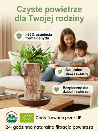 💫Zapomnij o drogich oczyszczaczach. 🌈To brazylijskie drzewko szczęścia – 100% naturalny pochłaniacz smogu i toksyn.