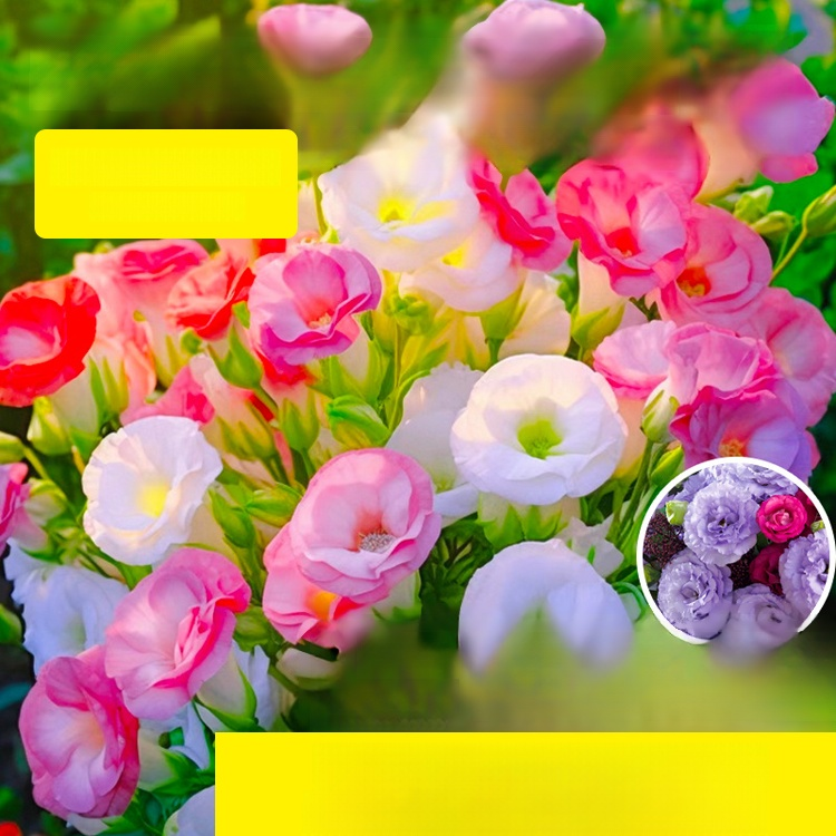 🌺[Kwitnie nawet podczas mroźnej zimy] Nasiona lisianthus najwyższej jakości