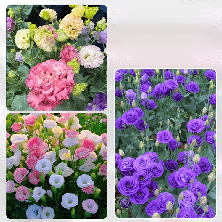 🌺[Kwitnie nawet podczas mroźnej zimy] Nasiona lisianthus najwyższej jakości