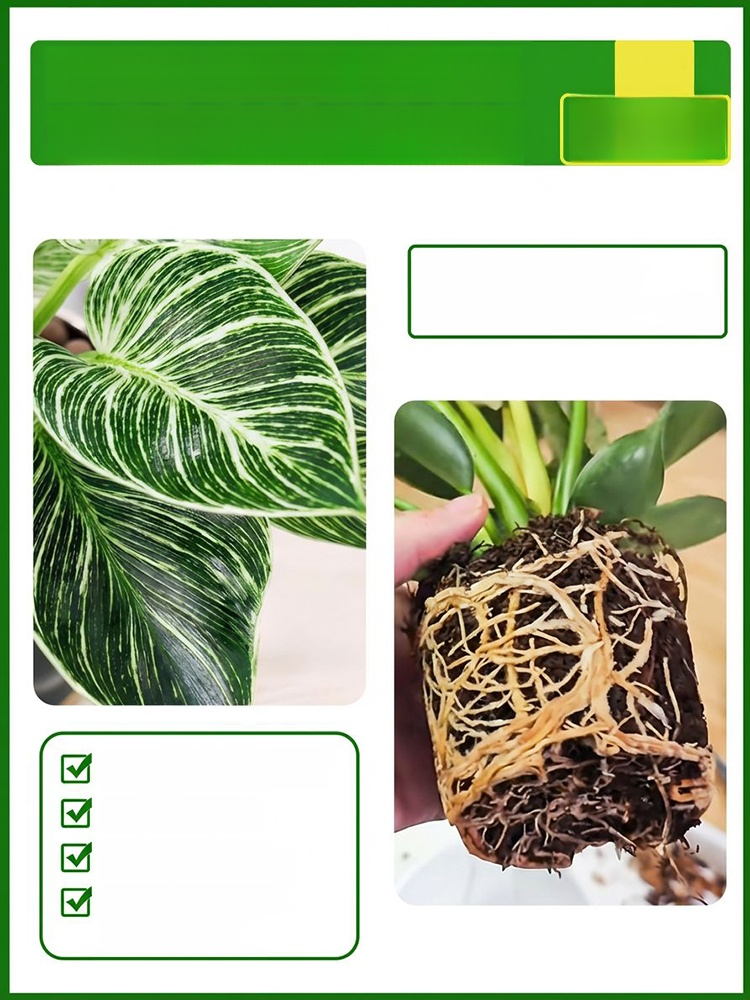 🪴[Król odżywiający płuca i detoksykujący] Złota Diamentowa Zielona Roślina🌱Dzięki dobrze rozwiniętemu systemowi korzeniowemu roślina ta rozwija się wystarczy podlewać, pozostaje wiecznie zielona przez cały rok i sprawia, że ​​życie w domu staje się przy
