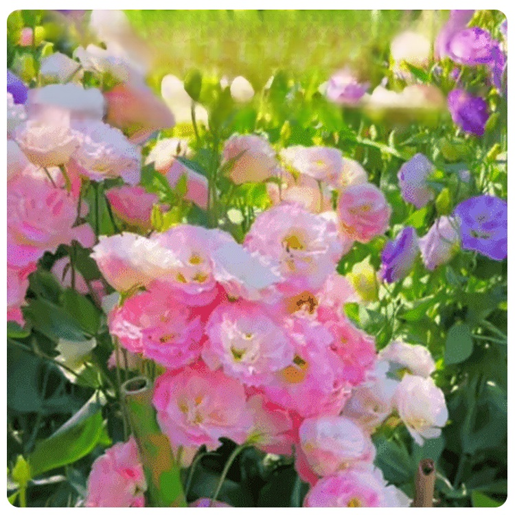 🌺[Kwitnie nawet podczas mroźnej zimy] Nasiona lisianthus najwyższej jakości