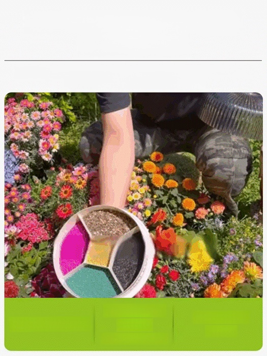 🌹Cztery pory roku kwitnienia - mieszanka nasion kwiatów🌱