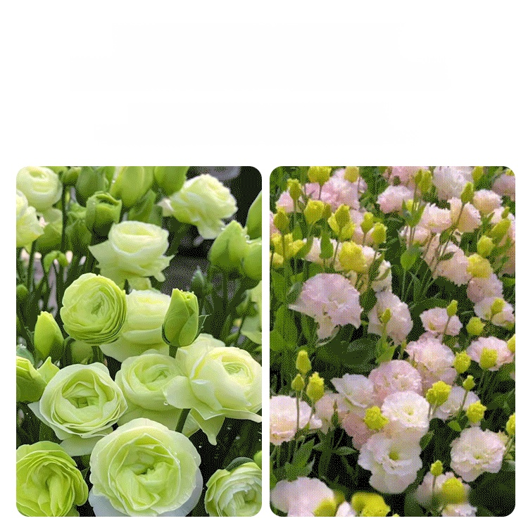 🌺[Kwitnie nawet podczas mroźnej zimy] Nasiona lisianthus najwyższej jakości