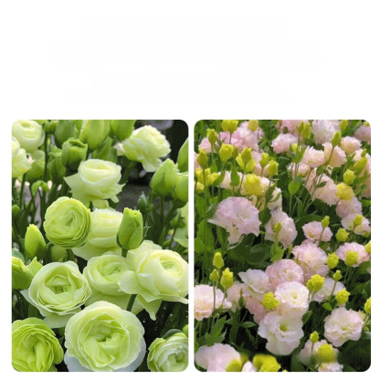 🌺[Kwitnie nawet podczas mroźnej zimy] Nasiona lisianthus najwyższej jakości