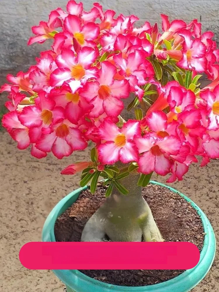 🌸[Żyj 100 lat w wodzie] Cebule róży pustynnej✨Pachnie jeszcze lepiej niż luksusowe perfumy! Kup więcej, otrzymaj więcej gratis – stwórz własny, prywatny ogródek na balkonie!
