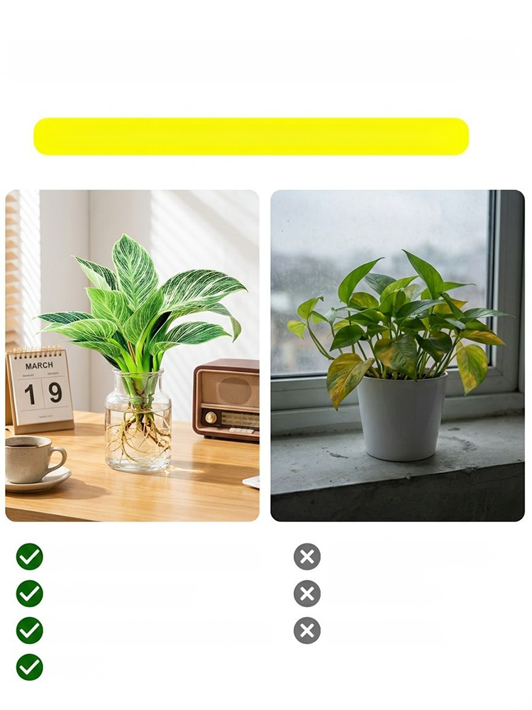 🪴[Król odżywiający płuca i detoksykujący] Złota Diamentowa Zielona Roślina🌱Dzięki dobrze rozwiniętemu systemowi korzeniowemu roślina ta rozwija się wystarczy podlewać, pozostaje wiecznie zielona przez cały rok i sprawia, że ​​życie w domu staje się przy