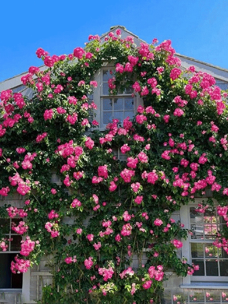 Nasiona róż pnących