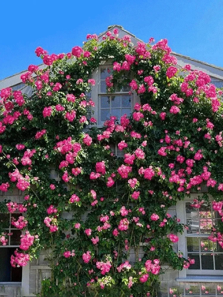 Nasiona róż pnących