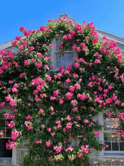 Nasiona róż pnących