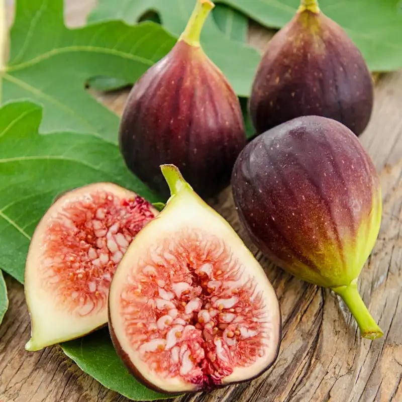 Improved Brown Turkey Fig Tree | Gurney's Seed & Nursery Co.