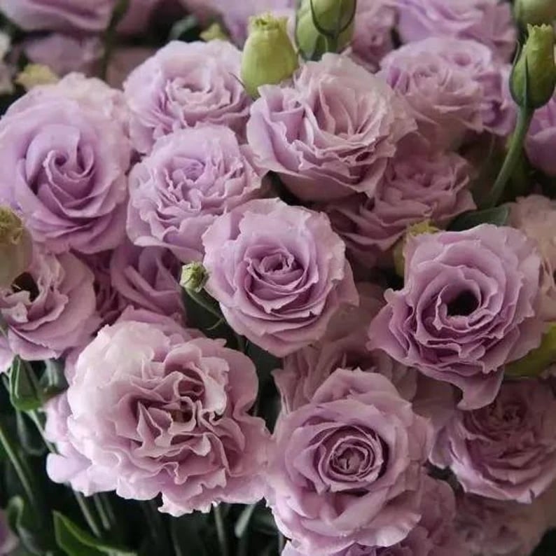 🔥 Posledný deň výpredaja 💝 Beztrnová ružová eustoma 💐 Semienka z lisianthusu
