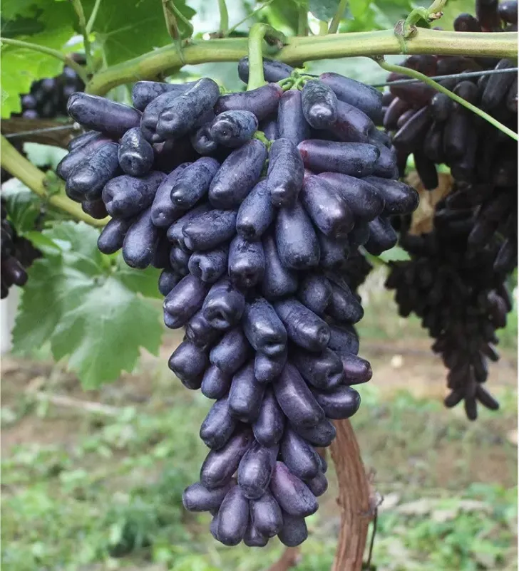 💜Sladké zafírové hrozno (vzácne odrody hrozna) 🍇