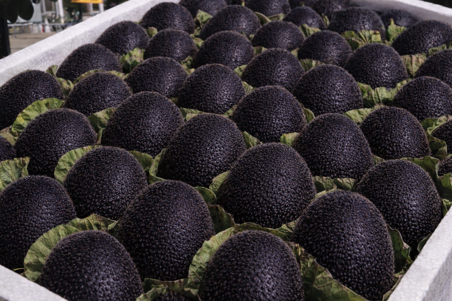 🥝Semená kivi Black Diamond Ruby – sladké, bohaté na živiny a ľahko sa pestujú doma