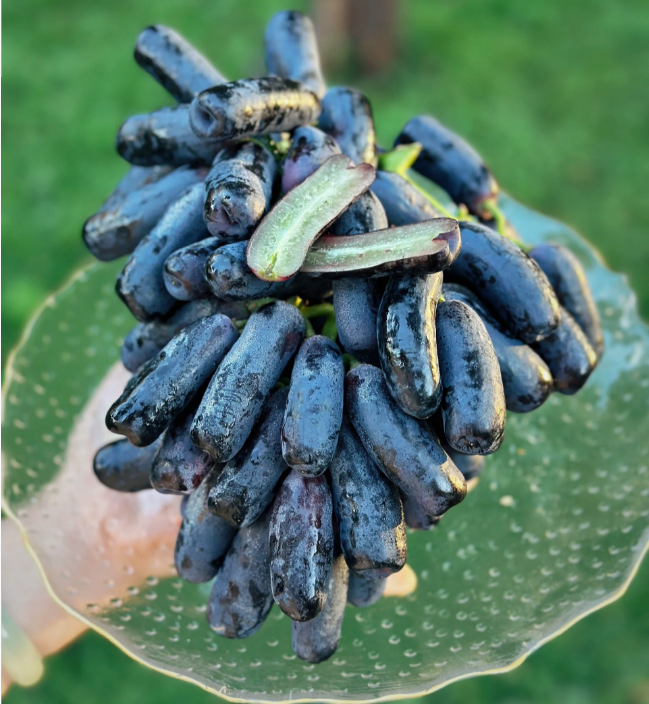 💜Sladké zafírové hrozno (vzácne odrody hrozna) 🍇