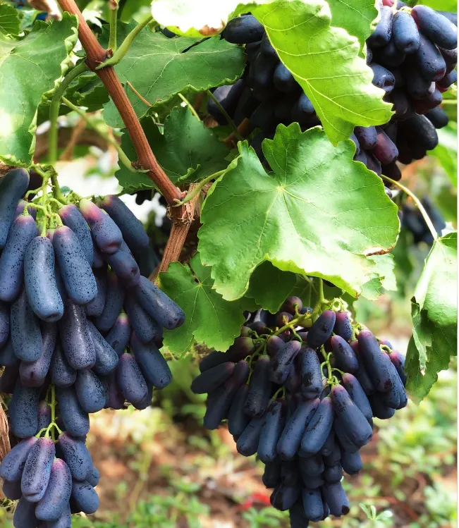 💜Sladké zafírové hrozno (vzácne odrody hrozna) 🍇