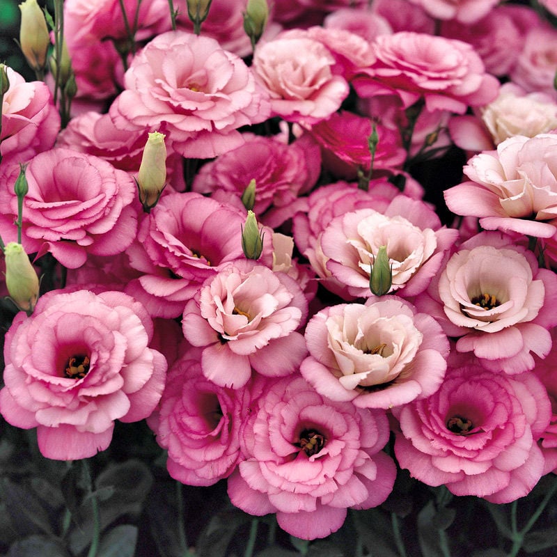 🔥 Posledný deň výpredaja 💝 Beztrnová ružová eustoma 💐 Semienka z lisianthusu
