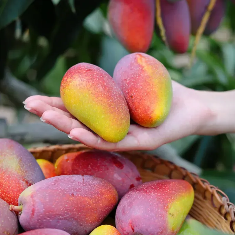 🥭Selymesen édes és lédús mangómagok – Trópusi ízvilág otthon 🌴