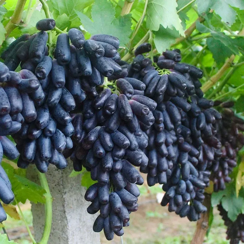 💜Sladké zafírové hrozno (vzácne odrody hrozna) 🍇