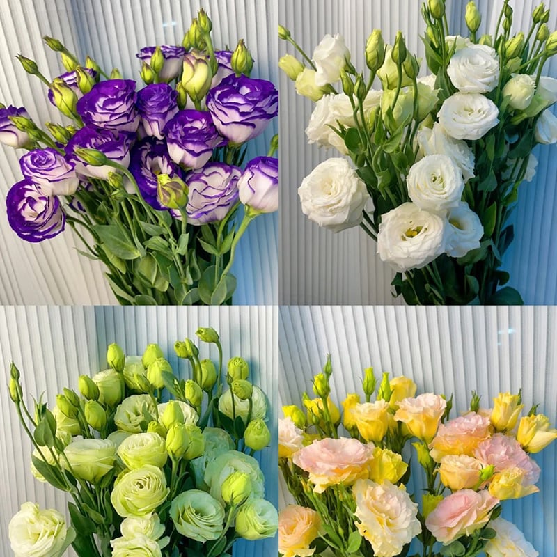 🔥 Posledný deň výpredaja 💝 Beztrnová ružová eustoma 💐 Semienka z lisianthusu