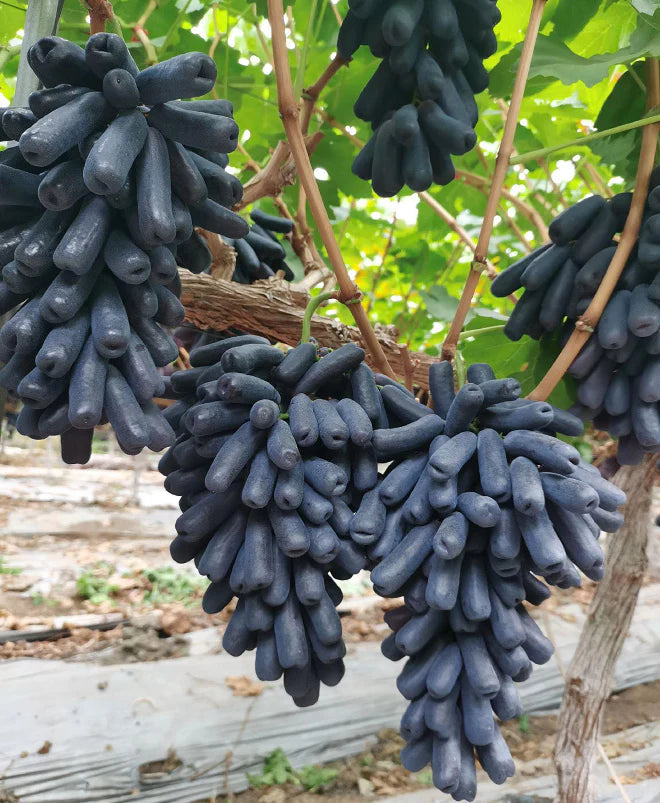 💜Sladké zafírové hrozno (vzácne odrody hrozna) 🍇