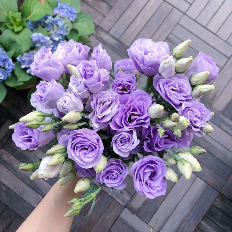 🔥 Posledný deň výpredaja 💝 Beztrnová ružová eustoma 💐 Semienka z lisianthusu