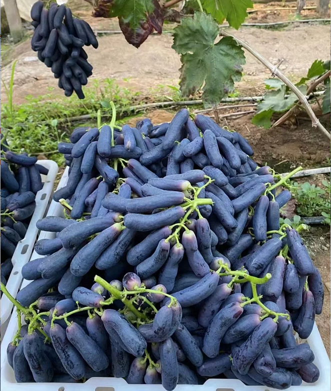💜Sladké zafírové hrozno (vzácne odrody hrozna) 🍇