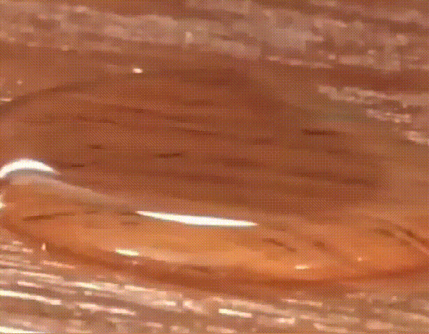 54b1bbc156f022329397fb3f7176424f.gif