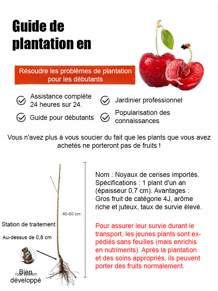 【Croissance rapide, forte résistance, bonne survie】Plant de cerisier de variété rare portant des fru