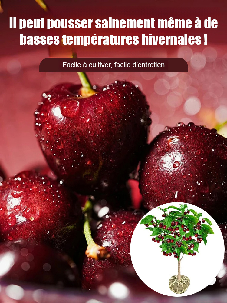 【Croissance rapide, forte résistance, bonne survie】Plant de cerisier de variété rare portant des fru