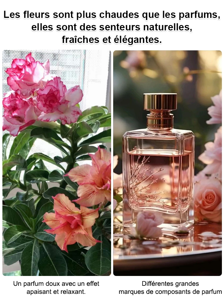 Graines de Rose du Désert – 100 ans de vie avec de l’eau