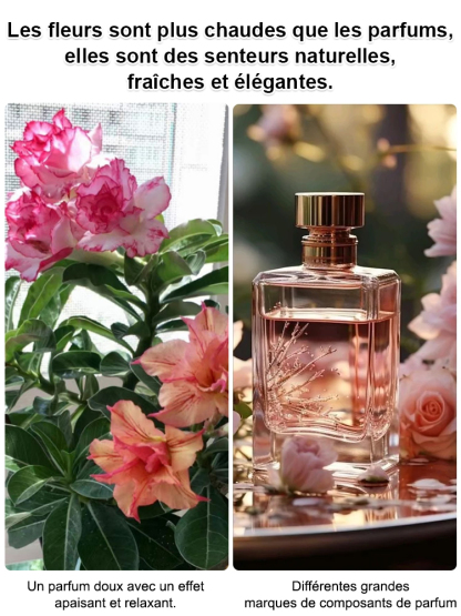 Graines de Rose du Désert – 100 ans de vie avec de l’eau