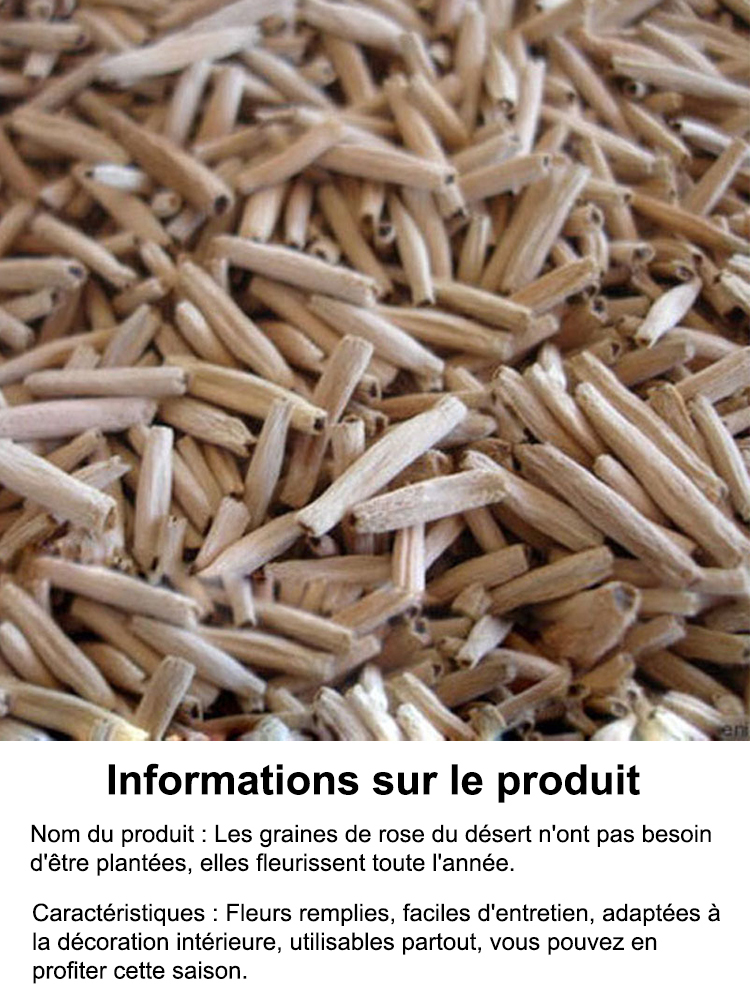 Graines de Rose du Désert – 100 ans de vie avec de l’eau
