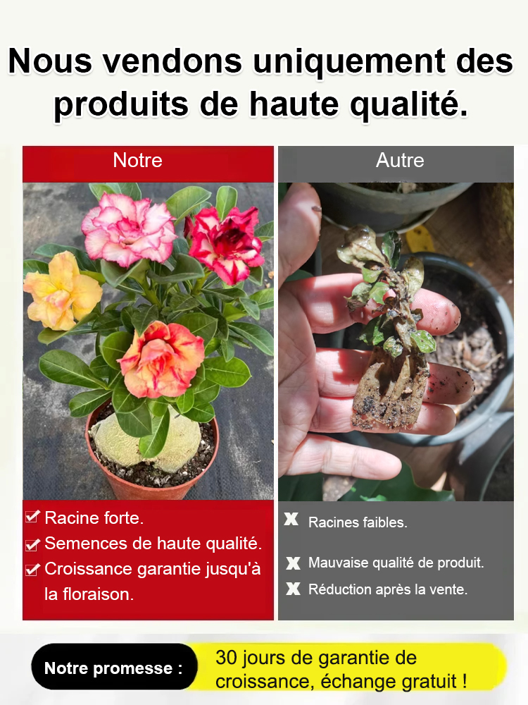 Graines de Rose du Désert – 100 ans de vie avec de l’eau