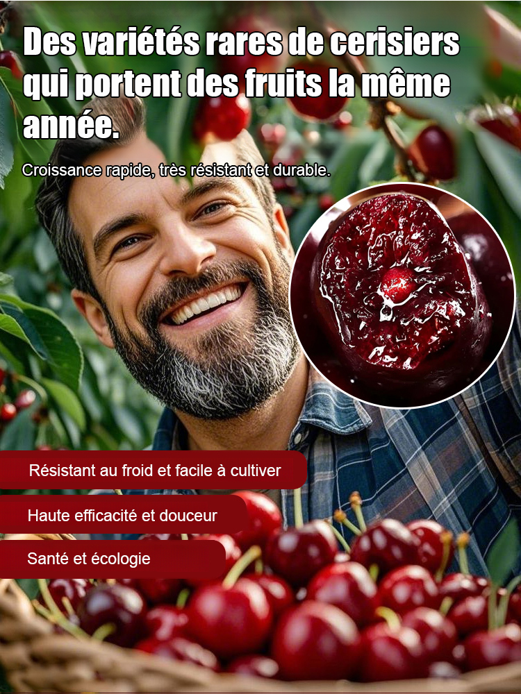 【Croissance rapide, forte résistance, bonne survie】Plant de cerisier de variété rare portant des fru