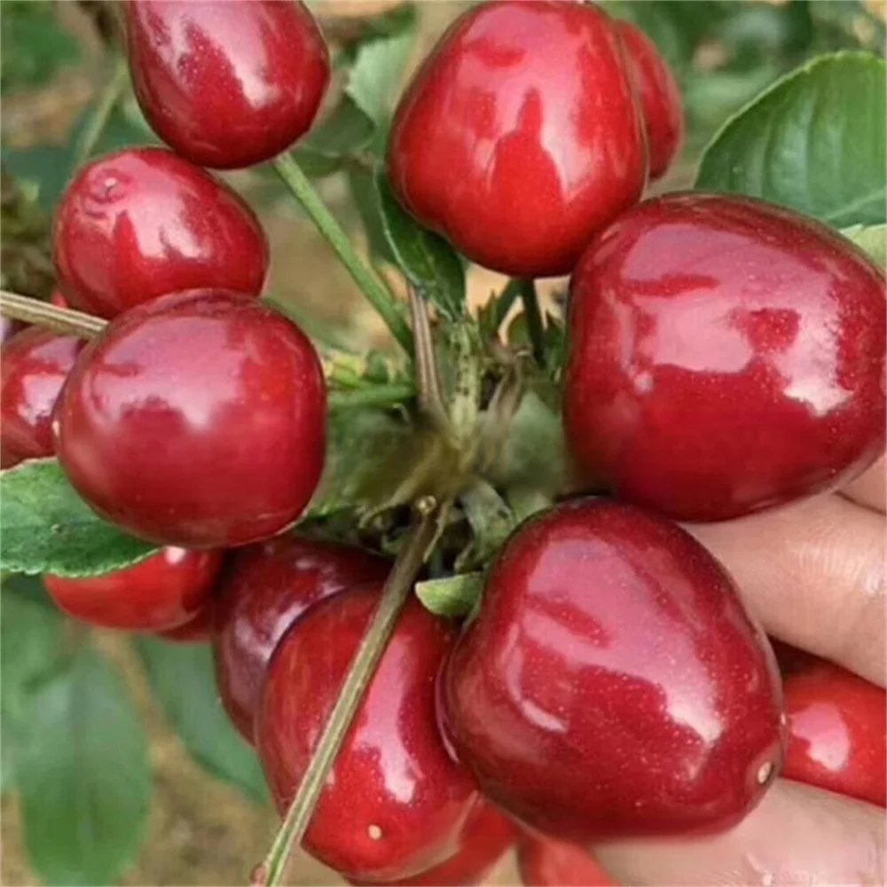 【Croissance rapide, forte résistance, bonne survie】Plant de cerisier de variété rare portant des fru