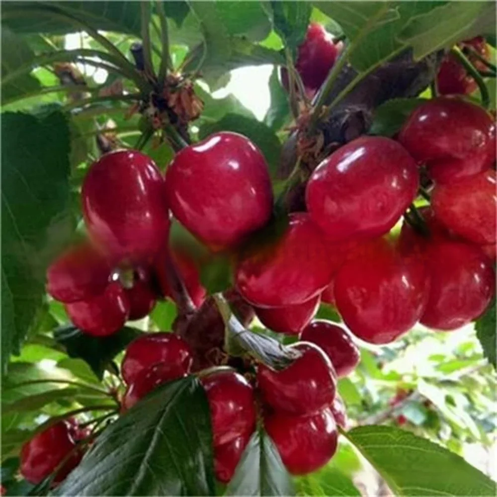 【Croissance rapide, forte résistance, bonne survie】Plant de cerisier de variété rare portant des fru