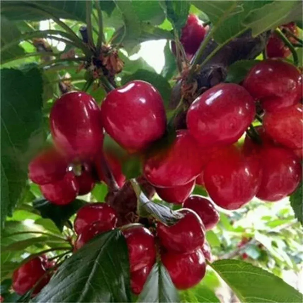 【Croissance rapide, forte résistance, bonne survie】Plant de cerisier de variété rare portant des fru