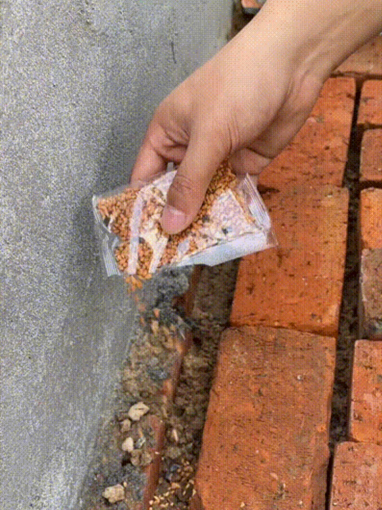 【Fleurissement toute l'année】Graines de rosier grimpant