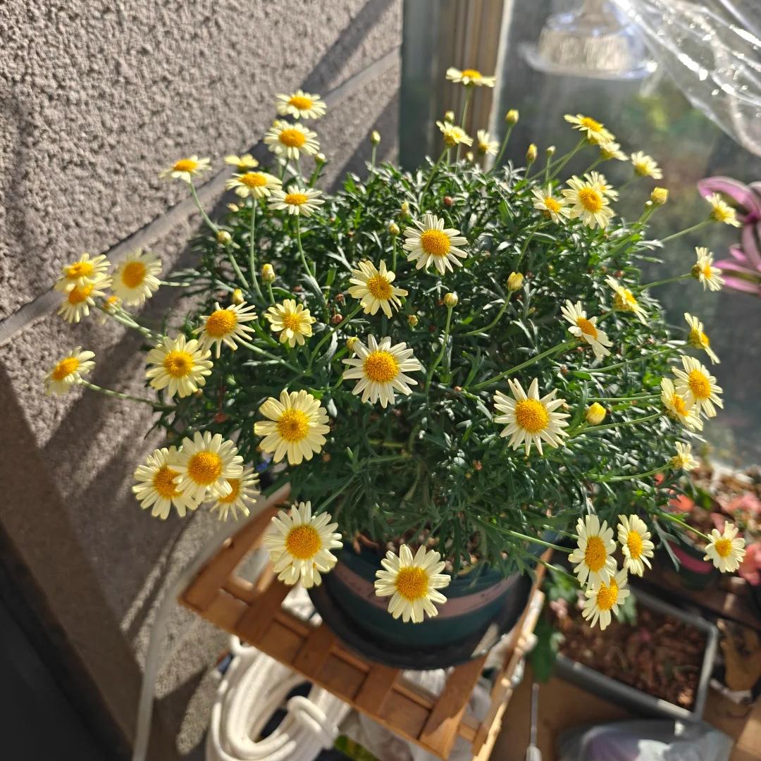 🌸Semienka margarétky Marguerite – Viac rezov, viac kvetov