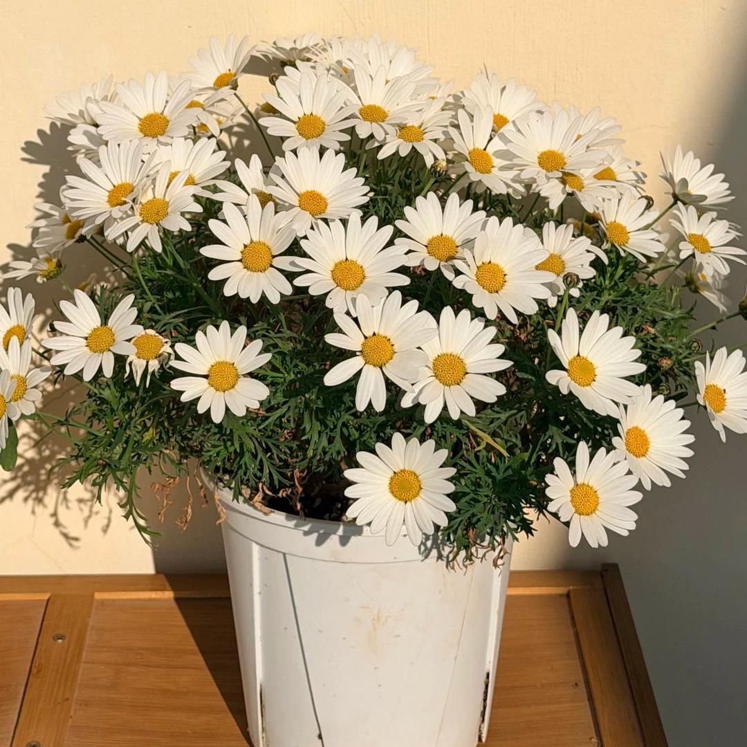 🌸Semienka margarétky Marguerite – Viac rezov, viac kvetov
