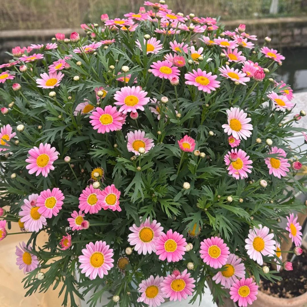 🌸Semienka margarétky Marguerite – Viac rezov, viac kvetov