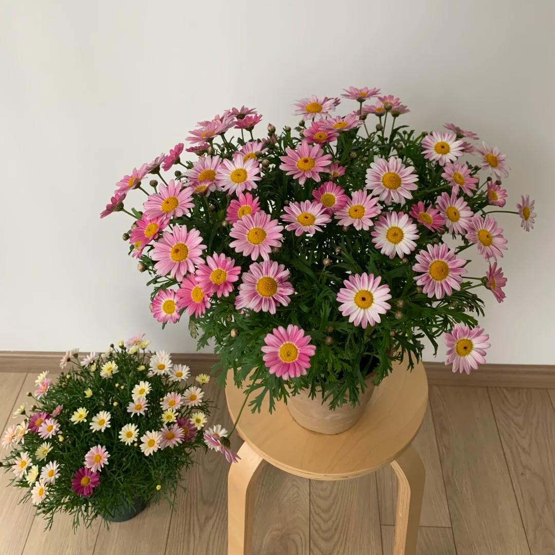 🌸Semienka margarétky Marguerite – Viac rezov, viac kvetov
