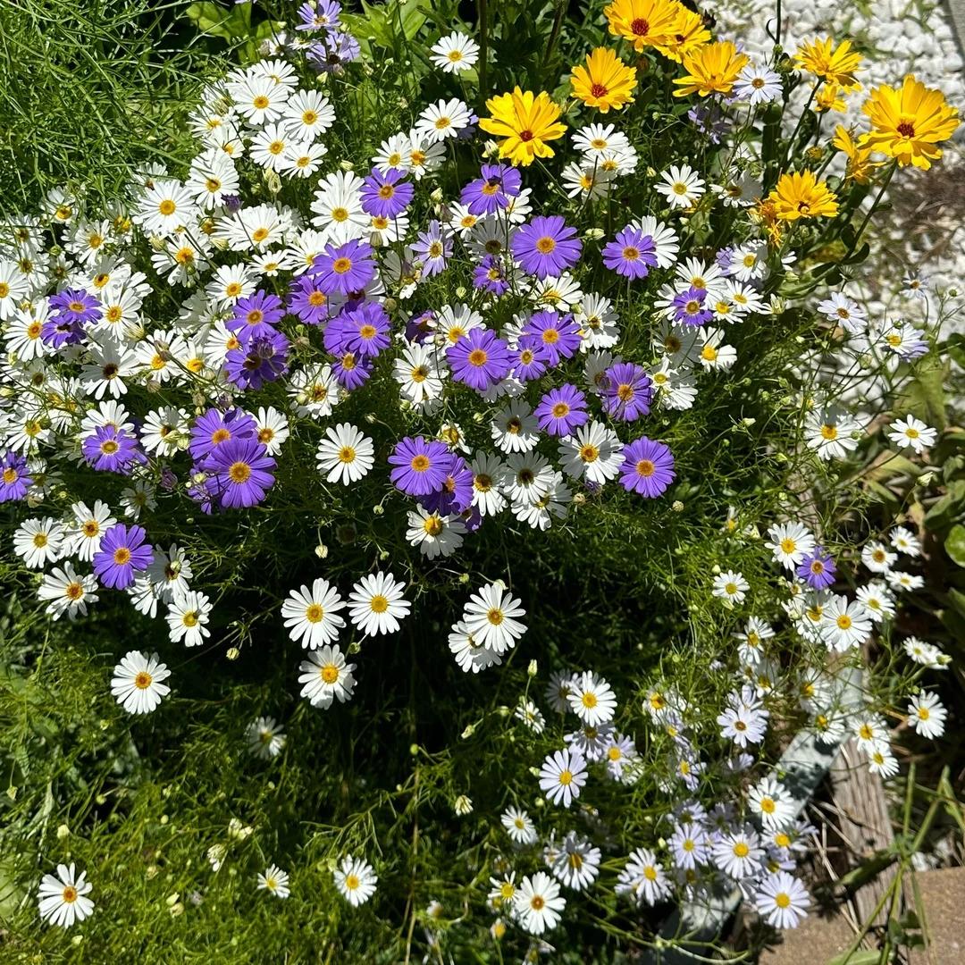 🌸Semienka margarétky Marguerite – Viac rezov, viac kvetov