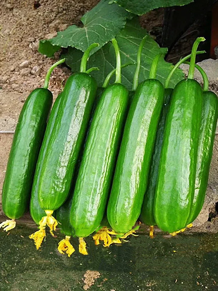 🌟 Semená uhorky Jade Lady🥒 Osviežujúce, chrumkavé a jemné🍃 prvá voľba pre pochúťku!