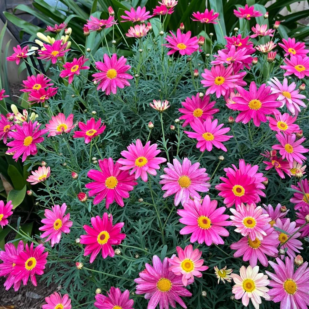 🌸Semienka margarétky Marguerite – Viac rezov, viac kvetov